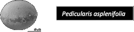 Pedicularis