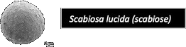 Scabiosa (2)