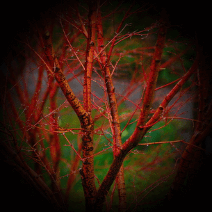 Acer palmatum Erable