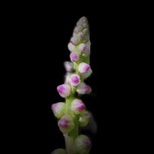 Basella alba Basellaceae