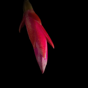 Bassera elegans