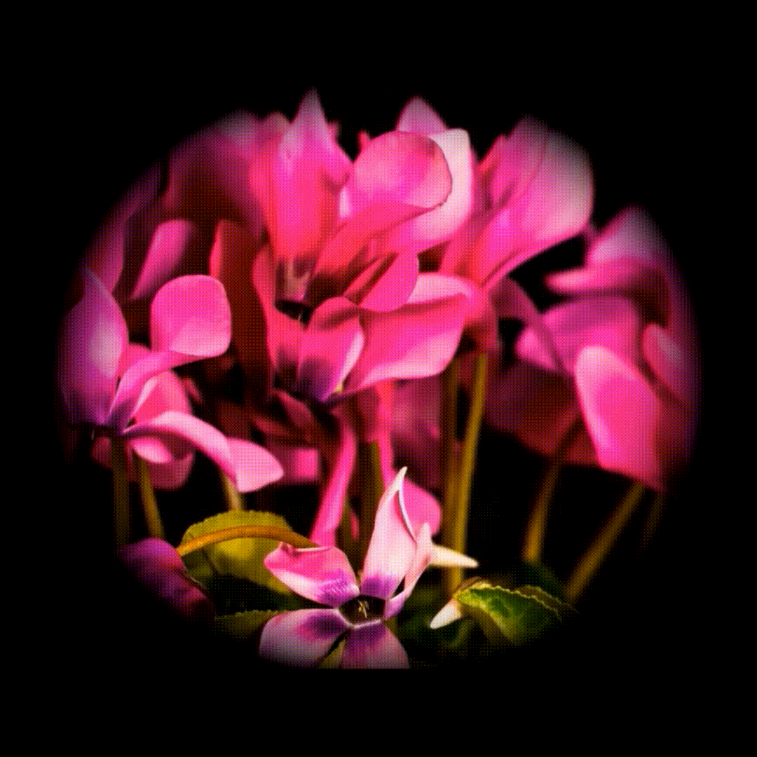 Cyclamen-neapolitanum (1)