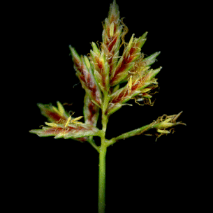 Cyperus longus Cyperaceae