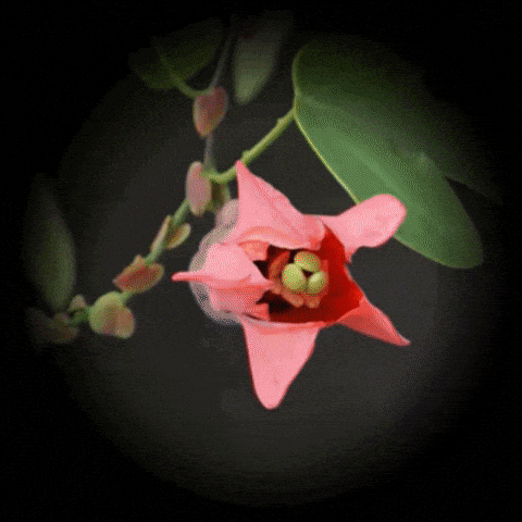 Passiflora racemosa 3