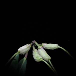 Rhododendron arboreum