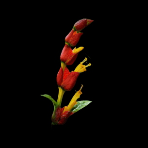 Sanchesia nobilis