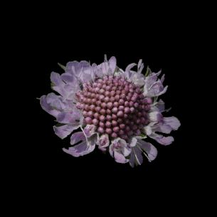 Scabiosa lucida scabiose