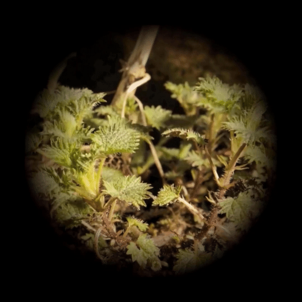 Urtica dioica