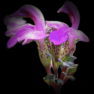 pedicularisroseaa