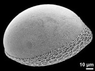 Bessera elegans